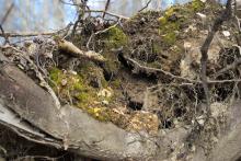 old trunk
