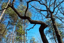 twisted branch